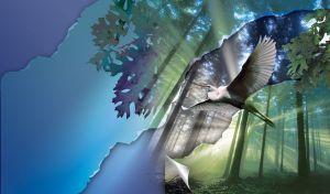 Great egret flies beneath the forest trees in the rays of the sunrise