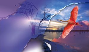 Roseate spoonbill flies above the frozen lake and bare trees