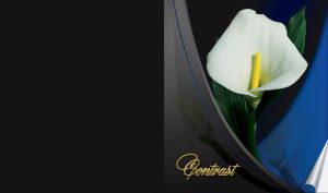 Contrast | Floral Symphony | Vibrant Blooms on Dark Canvas