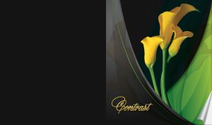 Yellow calla flowers with green petiole on black green