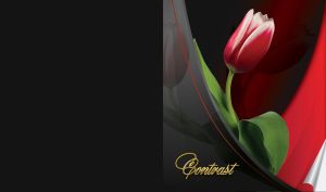 Red tulip with green petiole on black red