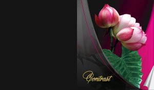 Pink peonies with green petiole and a leaf on black pink