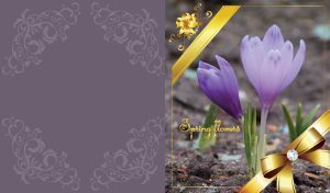 Spring framed violet crocus