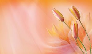 Tulips in watercolor silhouette of petals