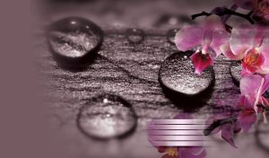 Close up view of pink orchid flowers against wood background with water drops
