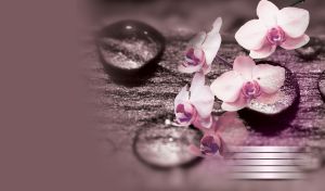 Closeup view of pale pink orchid flowers and wood background with water drops