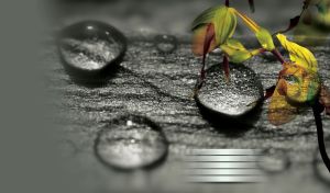 Close up view of orchid flower buds against grey background with water drops