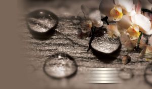Closeup view of white orchid flowers and wood background with water drops