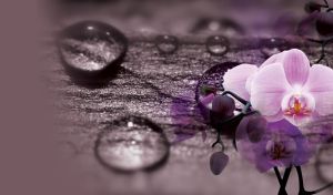 Close up view of purple orchid flowers against wood background with water drops