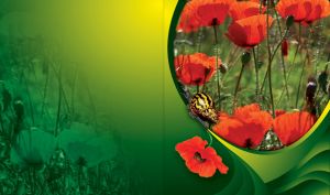 Flying over Flowers | Close-ups of Flowers & Insects on Vibrant Designs