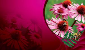 Bees on pink echinacea and green leaves on a dark purple to red gradient
