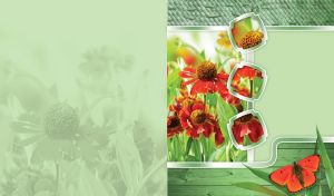 Red sneezeweeds and an orange butterfly against pastel green wood and wicker