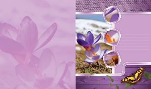Violet crocus and a spotted butterfly against pastel purple wood and wicker