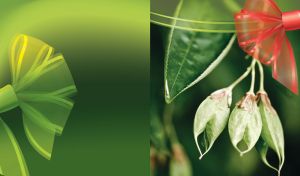 Flowers and Bows | Delicate Blooms with Translucent Bows