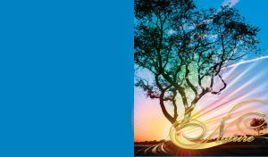 Dark tree against the blue sky in the magical rays of a sunset and sparkles