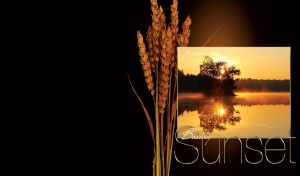 Beautiful sunset on a forest lake in a frame with a wheat plant