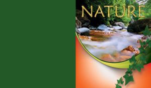 Foggy mountain river with beautiful nature