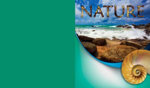 Foamy shore sea with beautiful nature and seashell closeup