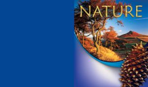 Trees view with beautiful nature and cone