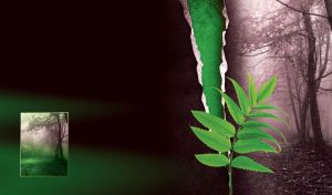 Green leaves on the background of a torn black-and-white photograph of a forest