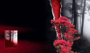 Red bush on the background of a torn black-and-white photograph of a forest