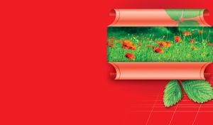 Red wrapping paper reveals the image of green spring field of red poppies