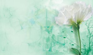 Pastel white aster flower with plants behind