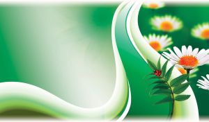 Beautiful chamomile flower with green leaves and ladybug on green background