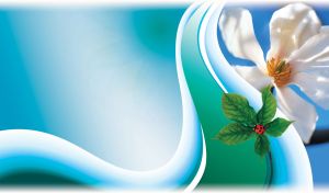 Beautiful white flower with green leaves and ladybug on blue background