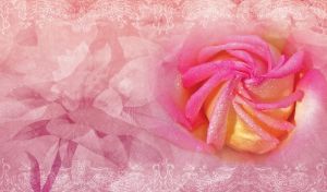 Pink and yellow rose merges with a pastel background of translucent floral patterns
