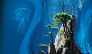 Mature stone pine trees on mountain rock with blue background and wavy lines