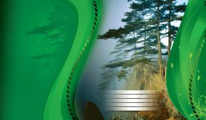 Mature pine trees on mountain rocks with green background and wavy lines