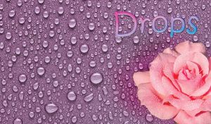 Water drops from a pink rose flower on a purple background