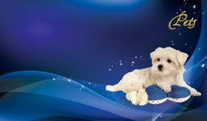 Whimsical Whiskers | Pets in Waiting Poses On Sparkling Gradient