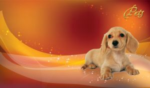 Cute dachshund puppy pet laying down