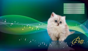 Cute Persian kitten with blue eyes