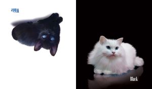 White cat on black, black cat on white