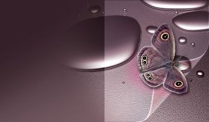 Top view of open winged Northern Pearly Eye Butterfly against plum background