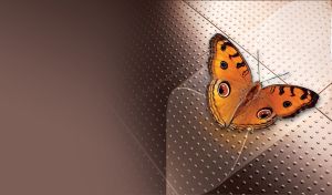 Top view of open winged Common Buckeye Butterfly against brown tile background