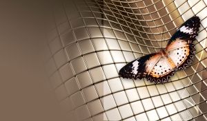 Top view of open winged black and white Butterfly against brown mesh background