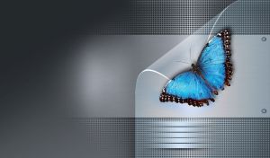 Top view of open winged blue Morpho Butterfly against grey steel background