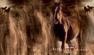 Brown horse with white line on its forehead and a thumbnail view of horses