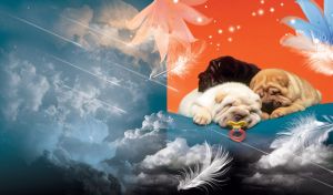 Harmonious Creatures | Unity with Stars, Feathers, and Lilies