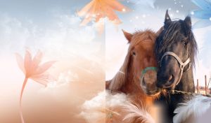 Two horses, brown and black, touching heads on pastel background with feathers, stars and lilies