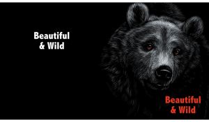 Beautiful and wild portrait of a bear with piercing eyes on black
