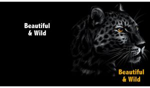 Beautiful and wild portrait of a leopard with piercing eyes on black