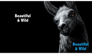 Beautiful and wild portrait of a llama with piercing eyes on black