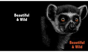 Beautiful and wild portrait of a lemur with piercing eyes on black