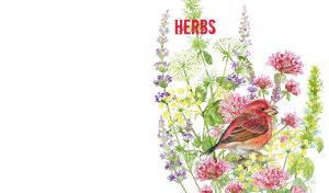 Herbs | Watercolor Birds & Wildflowers on White Canvas