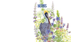 Watercolor pelican and wildflowers against a white backdrop